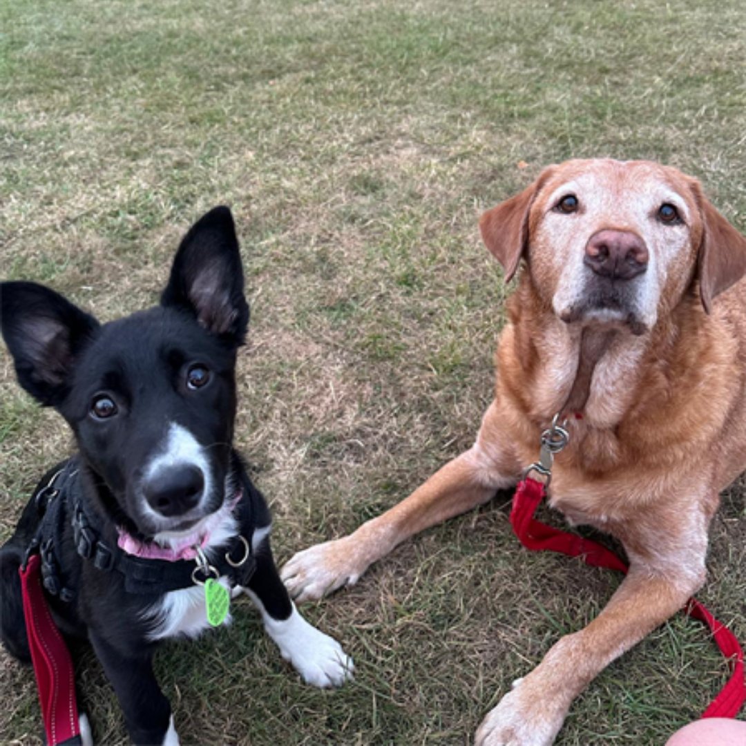 Hi everyone! I'm Ivy, a 3-month-old Border Collie! ⭐

I'm looking for a calm and patient home, with another dog pal to help me build my confidence. I can live with kids 14+, and need a secure garden of my own. I'd love to go to puppy classes too! ⬇️

jerrygreendogs.org.uk/dogs/ivy/