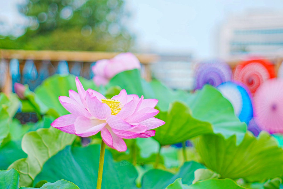 yn_place's tweet image. 明日も一日雨予報𓈒𓈒☂
そろそろ青空が恋しいな。
一昨日、一週間ぶりの不忍池
青空と風鈴の音色。
一面にひろがる蓮がすごく綺麗だった🪷
火曜日 お疲れさまです
ゆっくり休んで
明日がいい日になりますように⚘.。