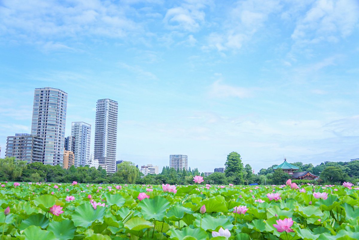 yn_place's tweet image. 明日も一日雨予報𓈒𓈒☂
そろそろ青空が恋しいな。
一昨日、一週間ぶりの不忍池
青空と風鈴の音色。
一面にひろがる蓮がすごく綺麗だった🪷
火曜日 お疲れさまです
ゆっくり休んで
明日がいい日になりますように⚘.。