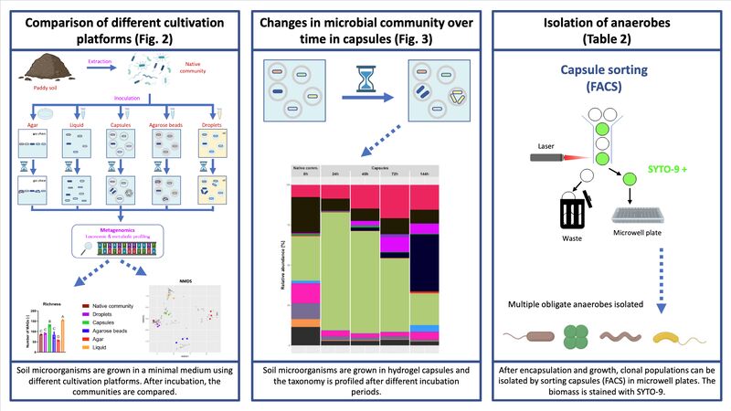 NCCRMicrobiomes's tweet image. 📢 New publication alert!
Cultivating anaerobic soil microbes just got easier🌱
@BernierLabEPFL unveils a high-throughput method using hydrogel capsules + FACS to isolate even slow-growers like methanogens.
linkedin.com/feed/update/ur…
#Microbiomes #Anaerobes #Metagenomics #Biotech
