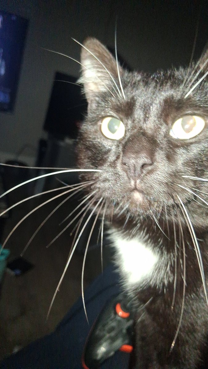 Iggster_'s tweet photo. @KasaneAngel This little stupid fuck is letuk, he yells when ever someone's not in the same room as him, or will scream at the slightest bit of movement when your asleep cause he thinks your up and he want you to pet him, he's notvery cuddly he'll just lay in your feet or next to you https://t.co/br0X3n3j7c