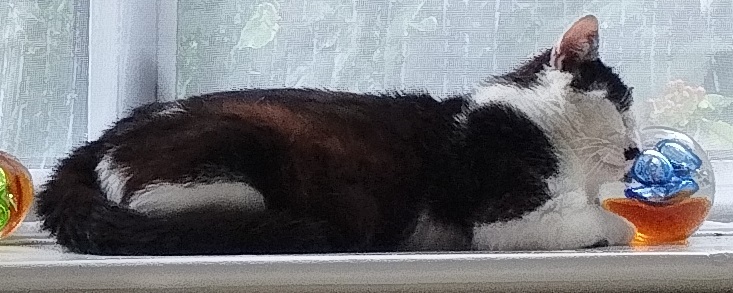 MichaelHill9's tweet photo. He's maneuvered the paperweights so that he can rest his head on one of them - never a dull moment with Mr Magnum in the house. (Yes, I did name him after the Tom Selleck character) https://t.co/PCNdE0dtxA