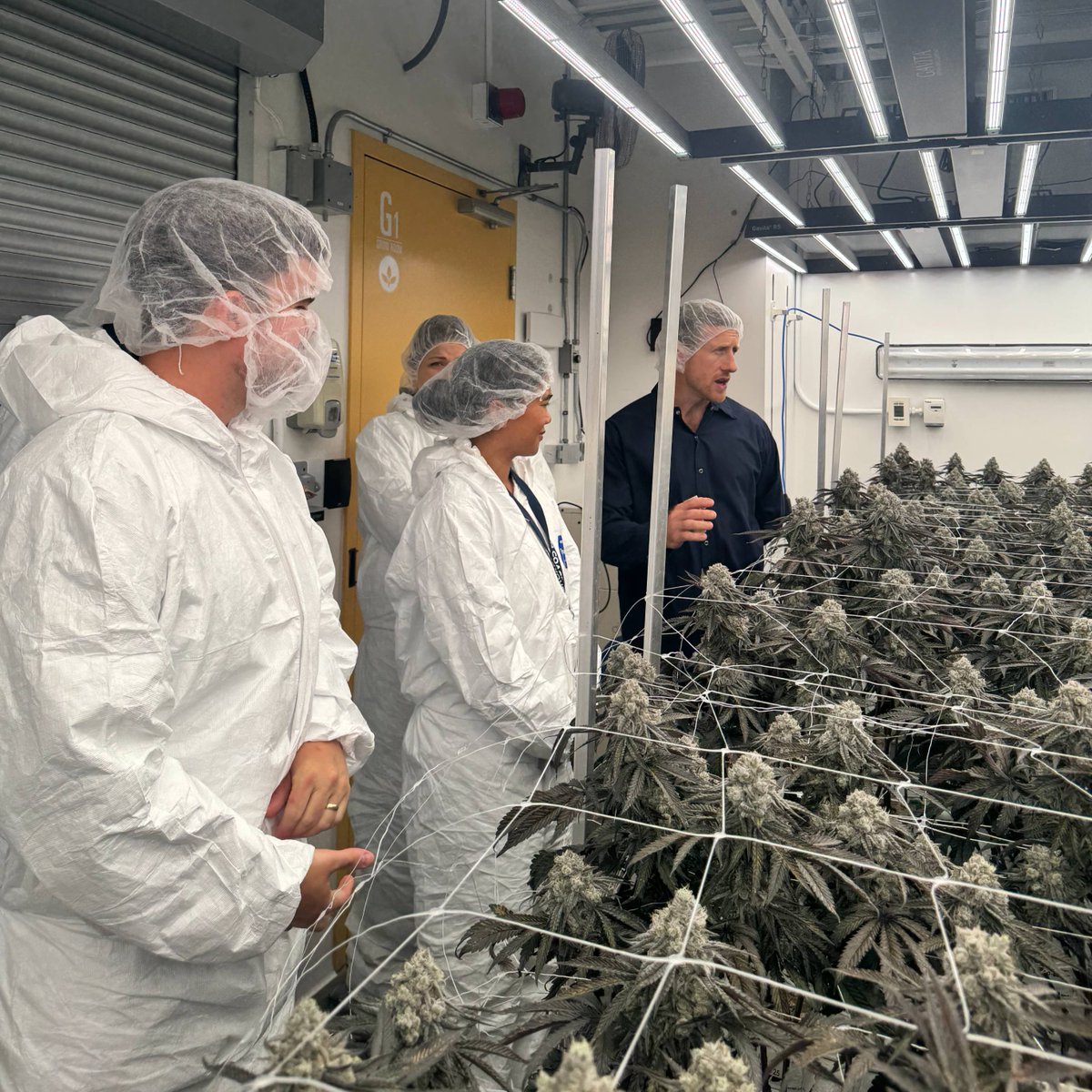 tilray's tweet image. A few months ago, Tilray Medical Canada invited our veteran community to help name our Veterans Program, and the response was incredible. Today, we’re proud to introduce the 🌿 Warrior Wellness Program 🌿.
This name reflects the strength and resilience of the veterans we serve.…