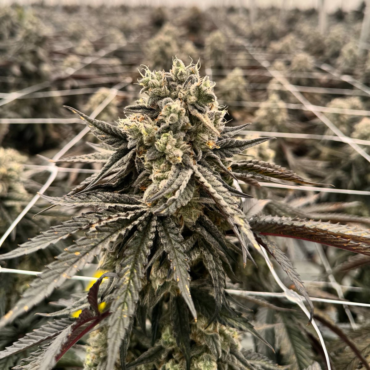 tilray's tweet image. A few months ago, Tilray Medical Canada invited our veteran community to help name our Veterans Program, and the response was incredible. Today, we’re proud to introduce the 🌿 Warrior Wellness Program 🌿.
This name reflects the strength and resilience of the veterans we serve.…