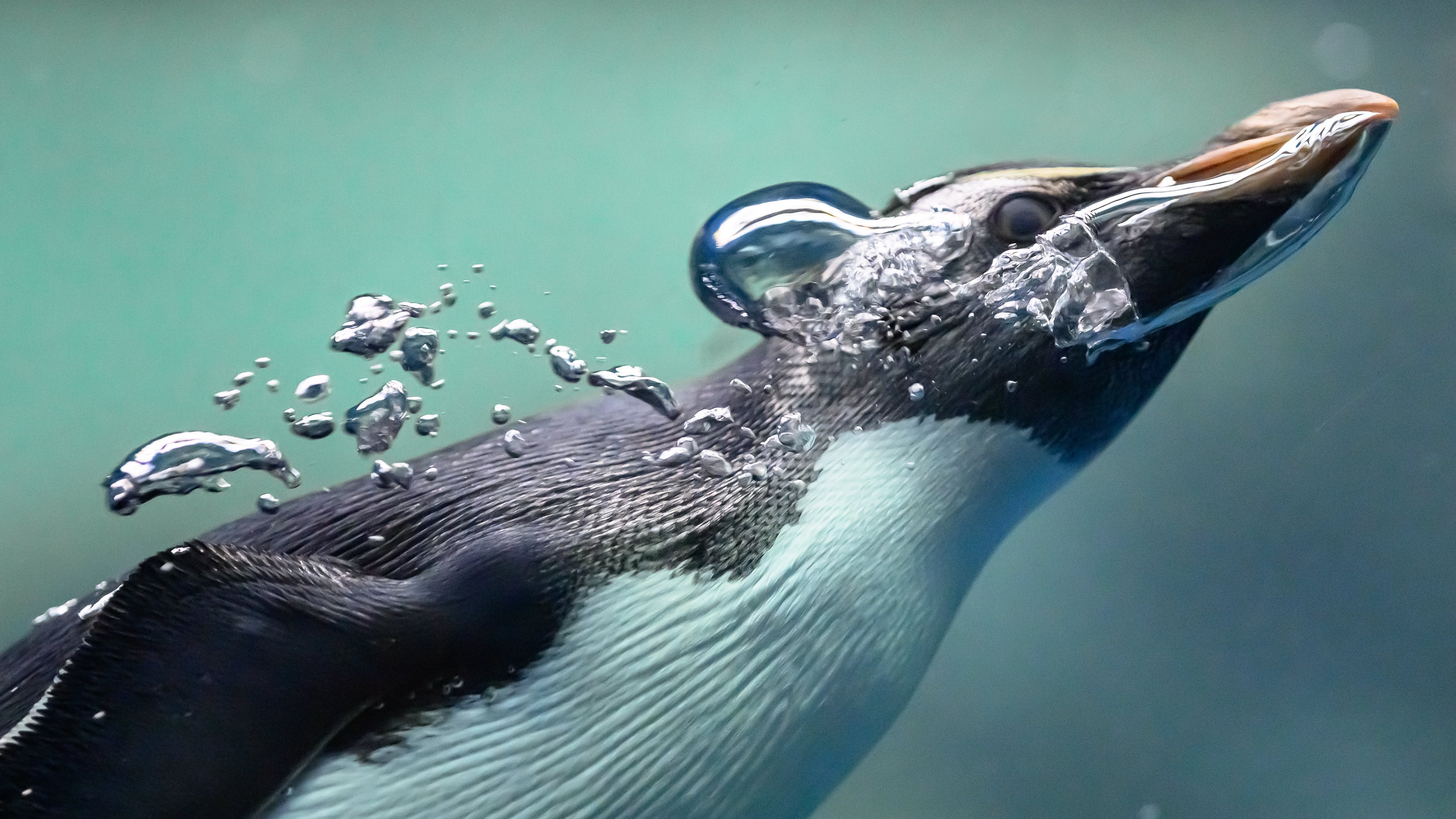 油絵 イワトビペンギン 海 油絵 イワトビペンギン 海 - メルカリ