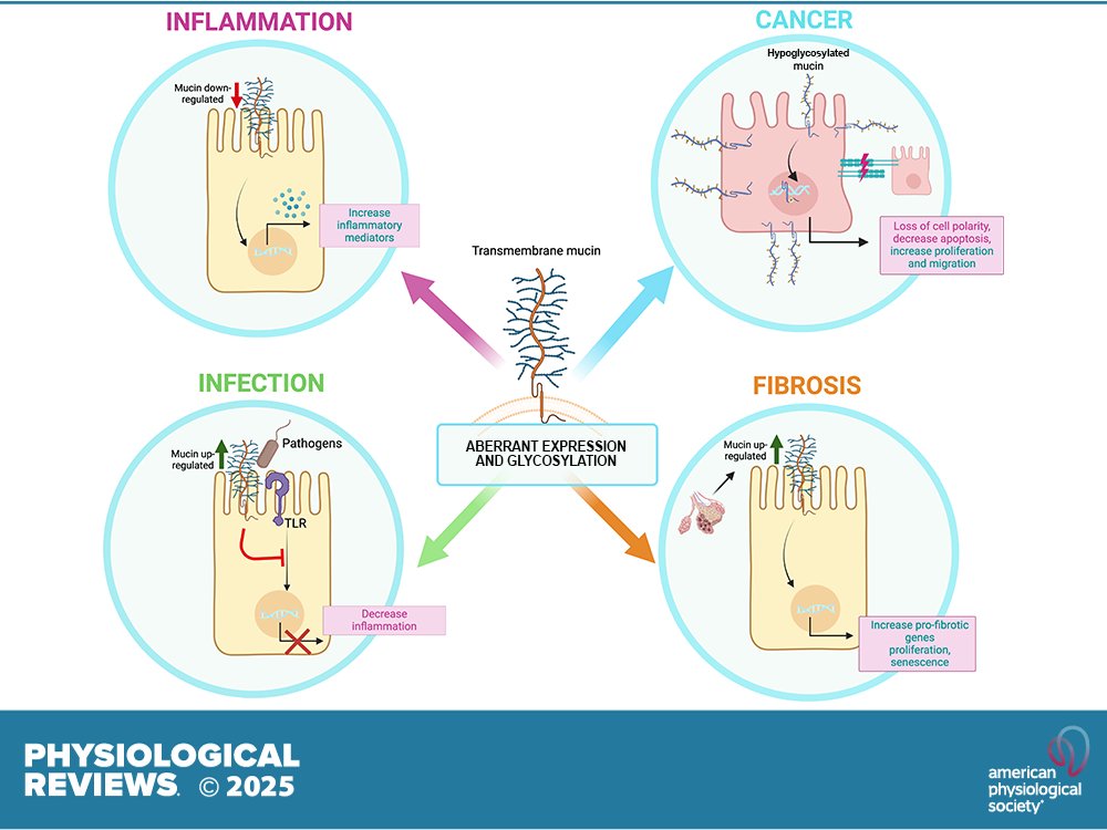 physiolrev's tweet image. #OpenAccess, 🆕Review article from @physiolrev, #Immunomodulatory properties of transmembrane mucins: from chronic diseases to #cancer
Paula Montero, et al.
ow.ly/CihP50Woliu
#ChronicDisease #TransmembraneMucins @UV_EG