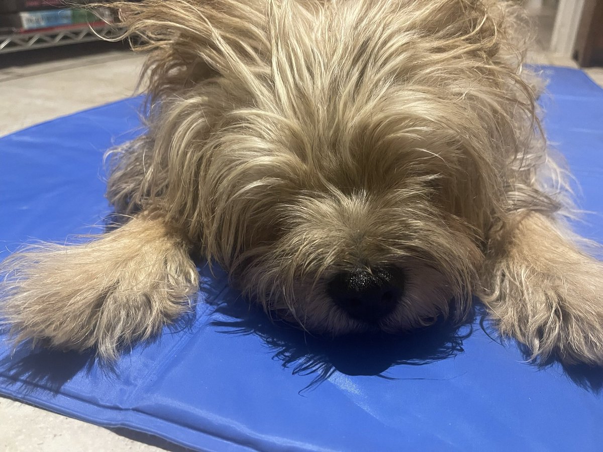 I am going to have a quiet day today reflecting on the heartbreak of so many pals who we have lost from sight. Their Families are so much in our thoughts and we pray that some comfort can be taken that they truly had wunderfur lives with the folk they adored 💔