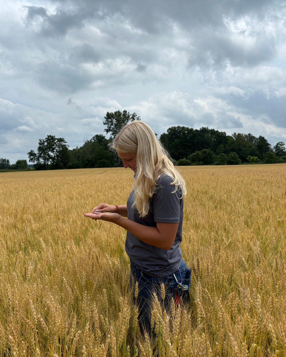 Wheat harvest is just around the corner! Our FS Crop Scouts are out in the fields making their final checks to ensure everything’s ready for a smooth and successful harvest.  #FSCropScout #FSinthefield #FSAgronomy🌾✅