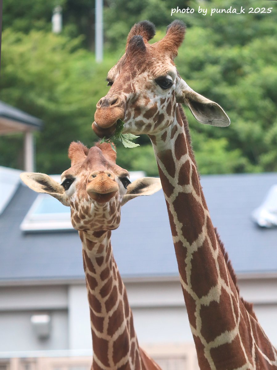 ✤ポキリンページ✤ キリン【考察系youtuber】🦒🦷 (@kirinyoutuber) / X
