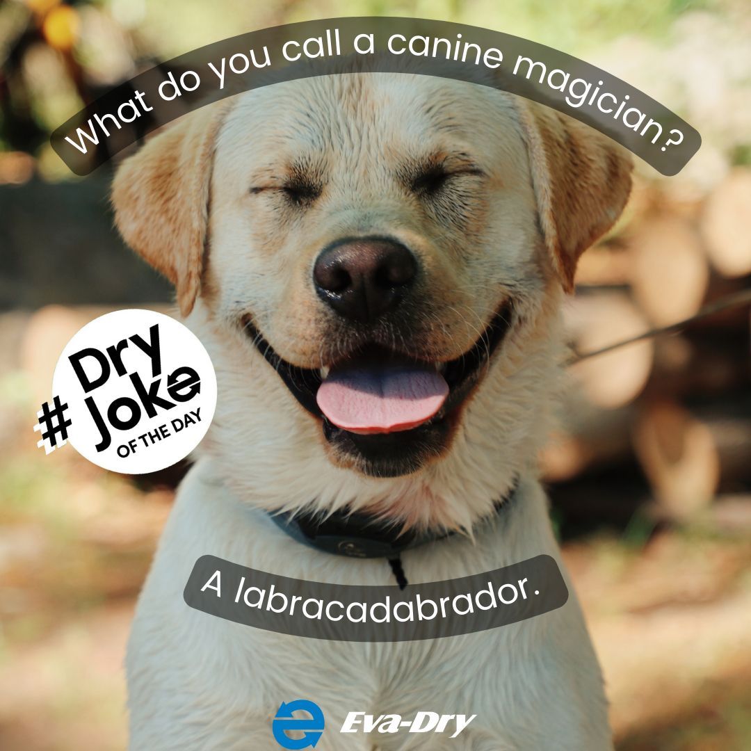 Eva_Dry's tweet photo. #DryJoke
#EvaDry #dehumidifiers are child and pet-safe, and the best way to help control excess #moisture in your home. https://t.co/B8cvlsCgMj