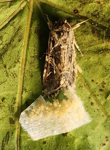 אוניברסיטת תל אביב Tel Aviv University tweet media