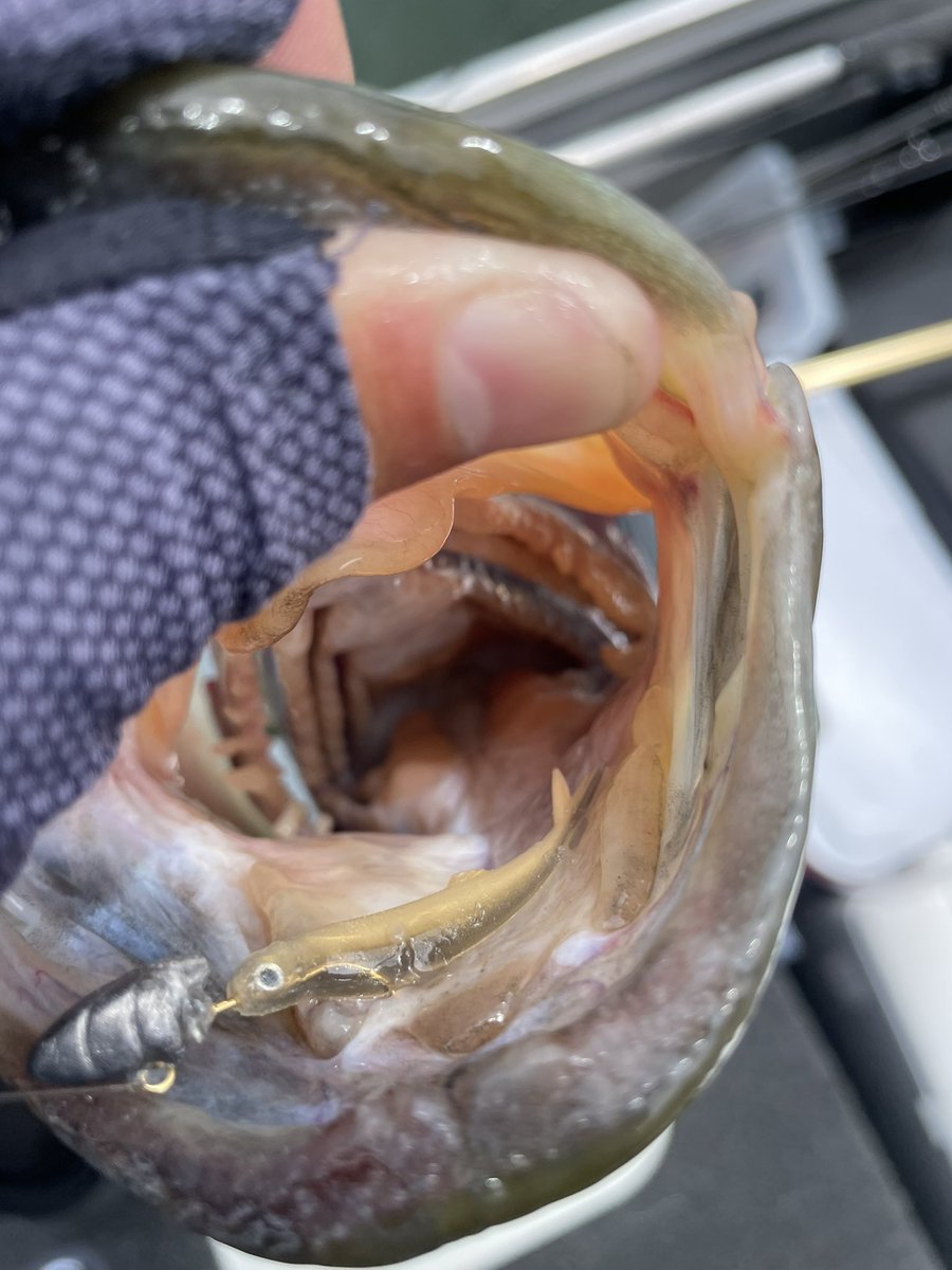 ラストエース45
マイクロホバ専用と勝手に思ってたけど
ワインドでめっちゃよかったです😗
ワカサギ多いとこにひょいと投げてあとは中層でヒュンヒュンするだけ
日中の厳しい時間にリアクションかけれるのが🙆‍♂️
#ラストエース45