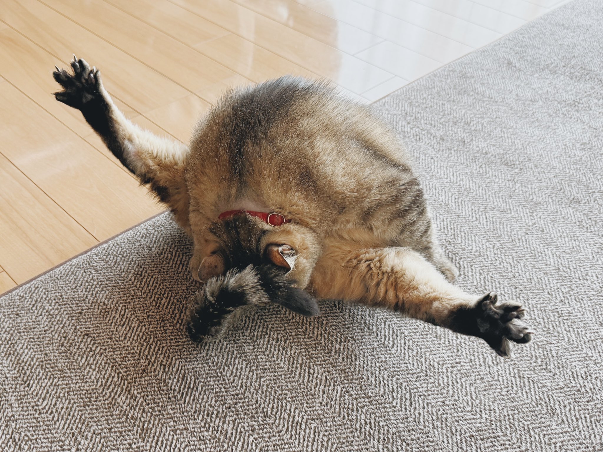 真は錆猫が好き 猫野 和錆 on X: 
