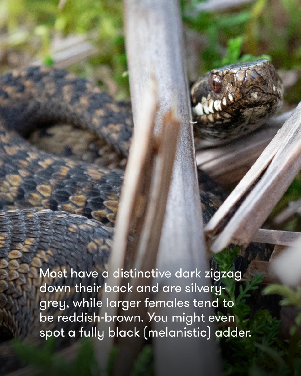 treesforlifeuk's tweet image. Celebrate the UK’s only venomous snake this #WorldSnakeDay - the adder 🐍
#Adders are shy reptiles often seen basking in sunny woodland, moorland, and coastal dunes. They’re quick to slither away when disturbed, and feed on small mammals, lizards, amphibians and birds.