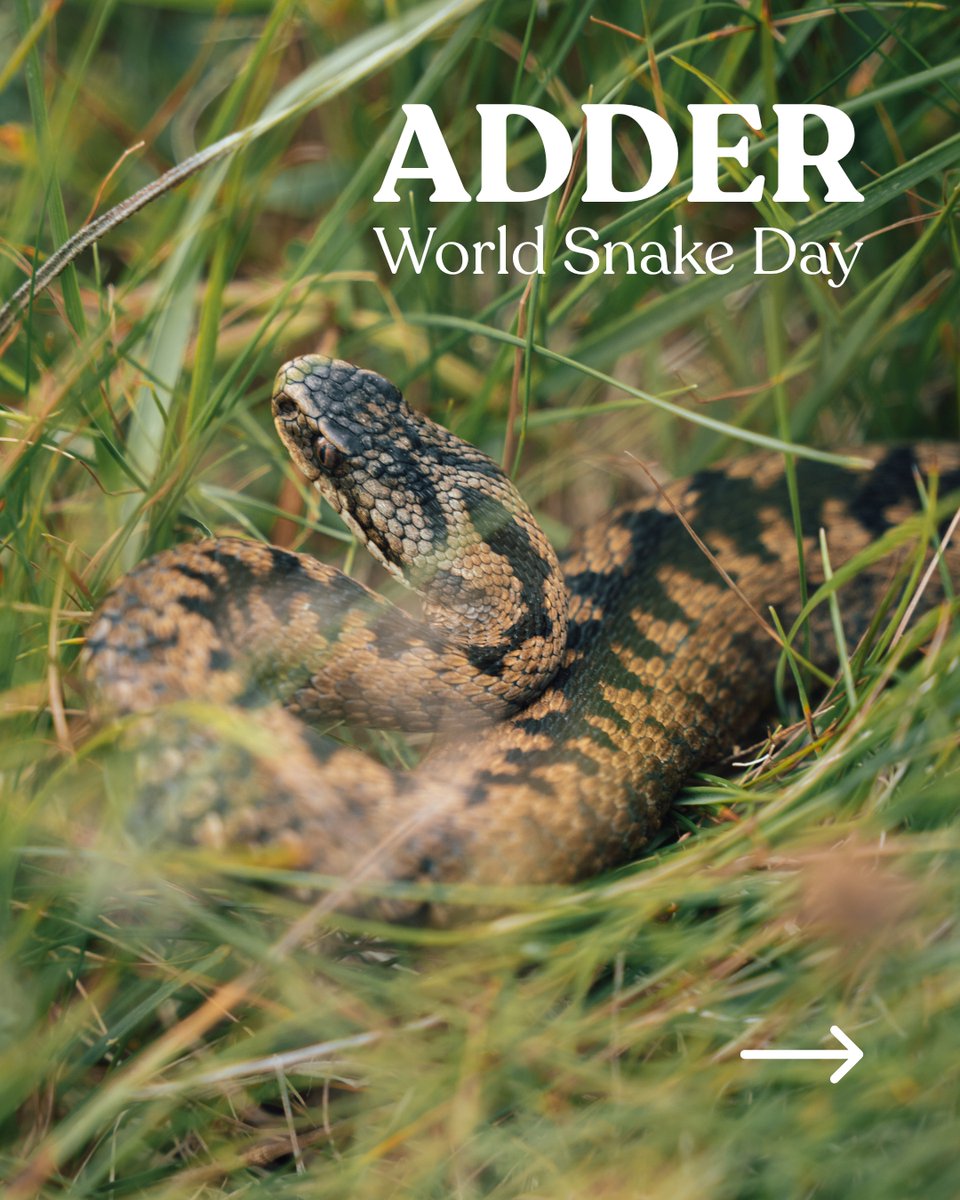 treesforlifeuk's tweet image. Celebrate the UK’s only venomous snake this #WorldSnakeDay - the adder 🐍
#Adders are shy reptiles often seen basking in sunny woodland, moorland, and coastal dunes. They’re quick to slither away when disturbed, and feed on small mammals, lizards, amphibians and birds.