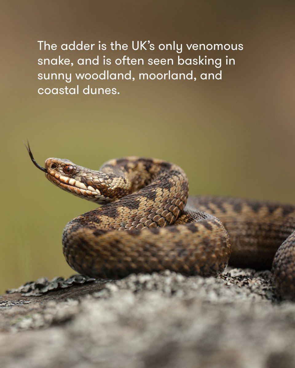 treesforlifeuk's tweet image. Celebrate the UK’s only venomous snake this #WorldSnakeDay - the adder 🐍
#Adders are shy reptiles often seen basking in sunny woodland, moorland, and coastal dunes. They’re quick to slither away when disturbed, and feed on small mammals, lizards, amphibians and birds.