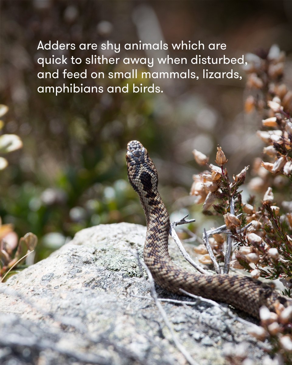 treesforlifeuk's tweet image. Celebrate the UK’s only venomous snake this #WorldSnakeDay - the adder 🐍
#Adders are shy reptiles often seen basking in sunny woodland, moorland, and coastal dunes. They’re quick to slither away when disturbed, and feed on small mammals, lizards, amphibians and birds.