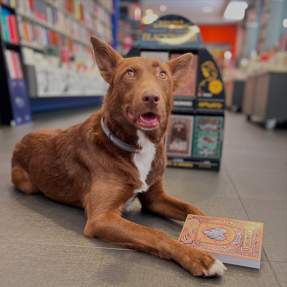 Oletvm's tweet image. Ogie, recién salido de la peluquería ha venido a visitarnos y a elegir sus lecturas de verano.
Lo tiene claro, este verano intriga y misterio con la saga #Blackwater de #MichaelMcdowell 💙📖
@BlackieBooks