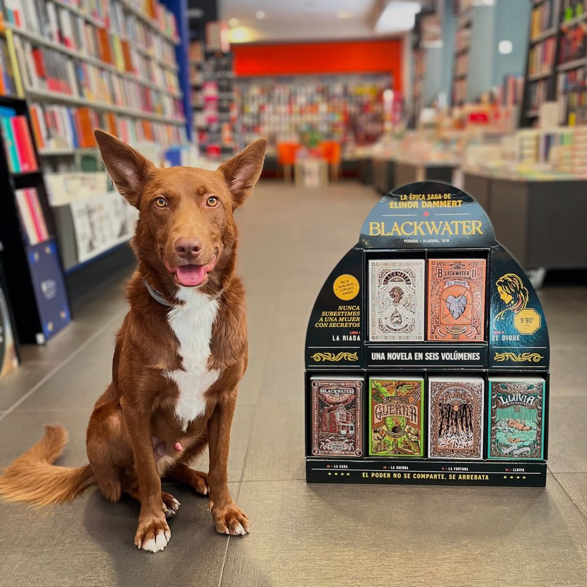 Oletvm's tweet image. Ogie, recién salido de la peluquería ha venido a visitarnos y a elegir sus lecturas de verano.
Lo tiene claro, este verano intriga y misterio con la saga #Blackwater de #MichaelMcdowell 💙📖
@BlackieBooks