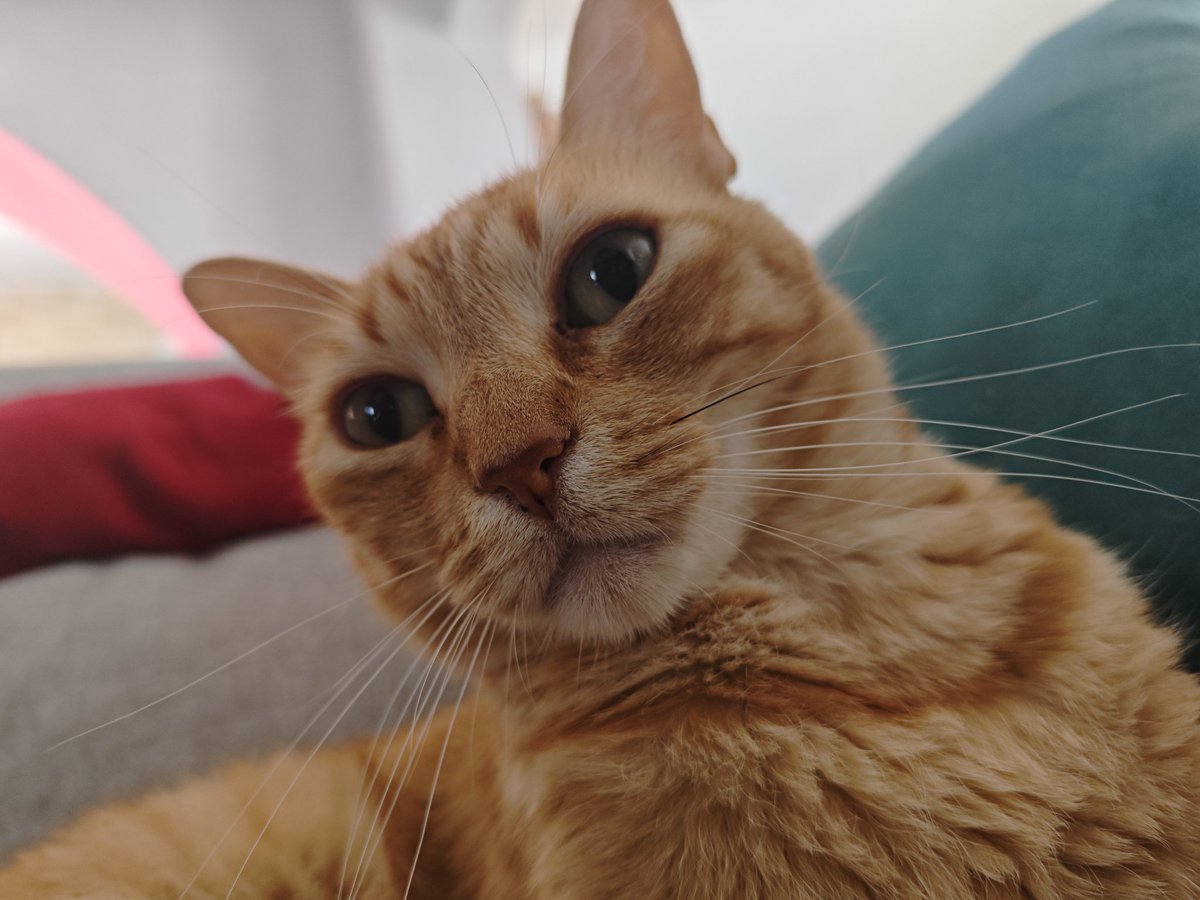 Mikuel 🧡🦦 tweet media