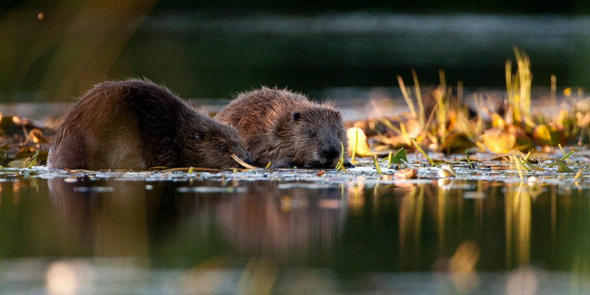 ScotRewilding's tweet image. The Scottish Rewilding Alliance was pleased to meet with @GillianMSP MSP earlier this month, now Cabinet Secretary for Climate Action and Energy. Our discussion focused on the current situation around beaver translocations in Scotland, and we welcomed the opportunity to share…