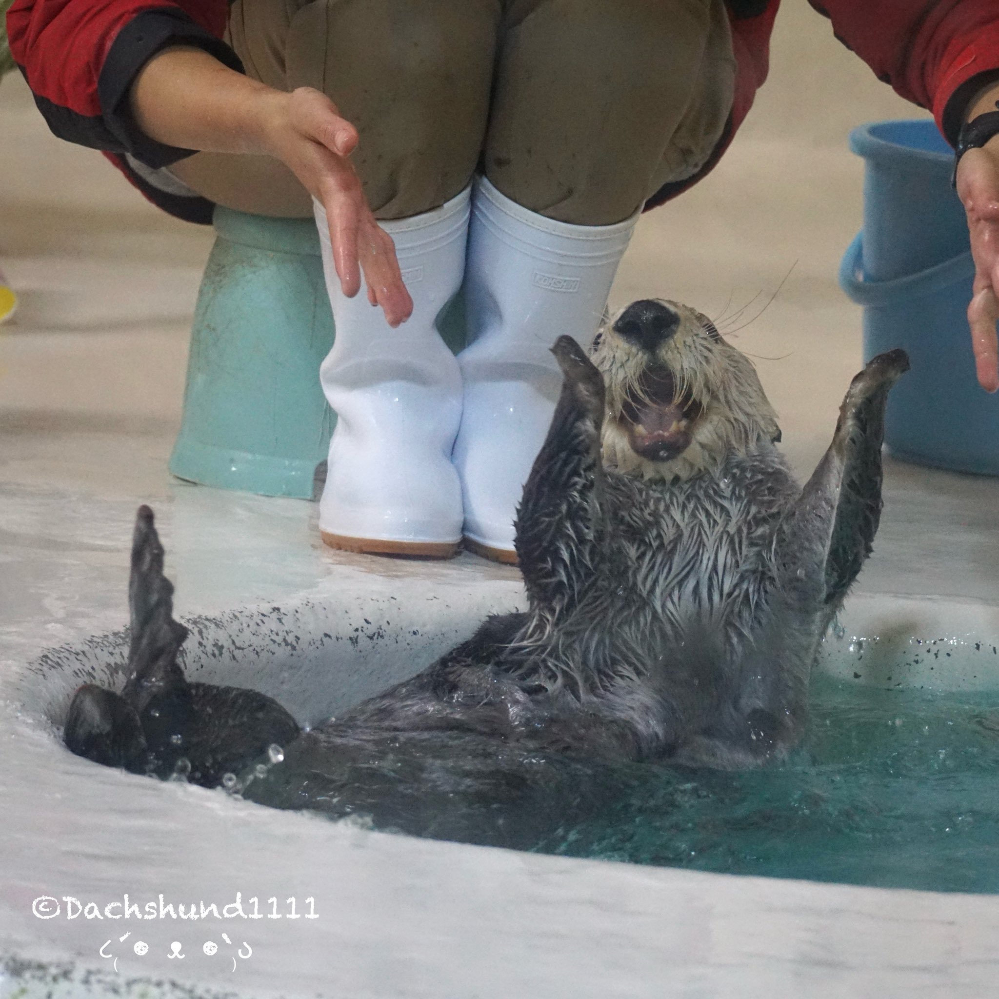 ☆ラッコ☆ 鳥羽水族館（TOBA AQUARIUM） on X: 