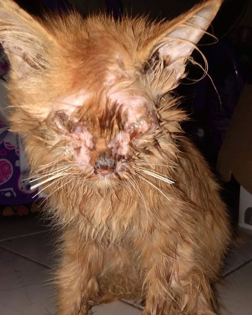 🚨URGENT RESCUE IN PROGRESS 💔😭🆘🙏
This gorgeous boy suddenly showed up at my colony. I'm pretty sure he was dumped there😿
He seems to be a pure breed , I'm guessing he was dumped because his owner got bored of him, or couldn't keep up with his maintenance fee😥
💥PAYPAL INBIO