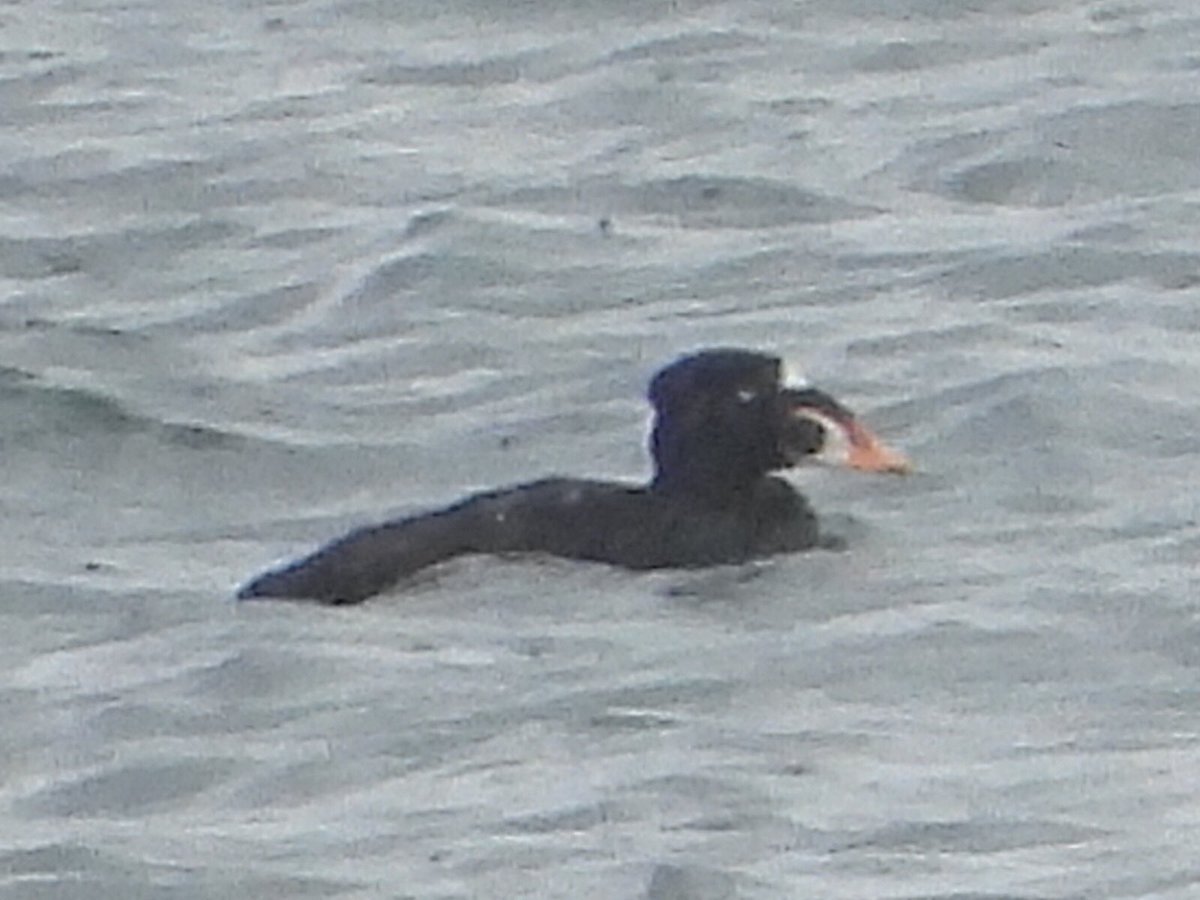 alanbodd's tweet image. Trip to Musselburgh Lagoons, Lothian this morning just as a White-Rumped Sandpiper was reported. Surf Scoter showed well on the sea but failed on the WW Scoter in poor light & rain. Two Red-Necked Grebe at nearby Longniddry.