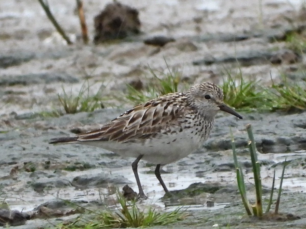 alanbodd's tweet image. Trip to Musselburgh Lagoons, Lothian this morning just as a White-Rumped Sandpiper was reported. Surf Scoter showed well on the sea but failed on the WW Scoter in poor light & rain. Two Red-Necked Grebe at nearby Longniddry.
