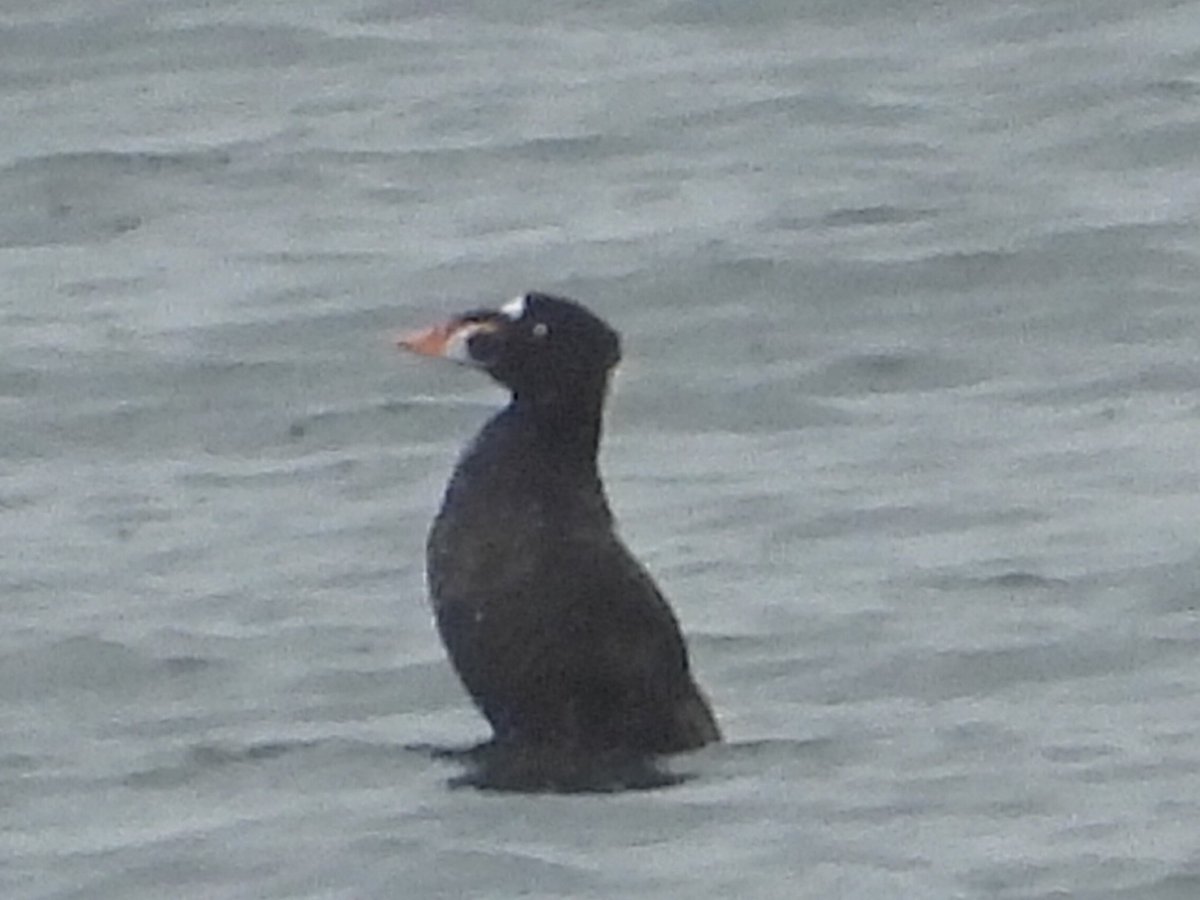 alanbodd's tweet image. Trip to Musselburgh Lagoons, Lothian this morning just as a White-Rumped Sandpiper was reported. Surf Scoter showed well on the sea but failed on the WW Scoter in poor light & rain. Two Red-Necked Grebe at nearby Longniddry.