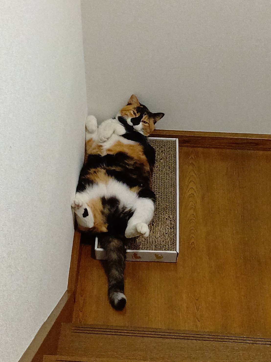 はなこです 三毛猫はなこ (@hanako20180721) / X