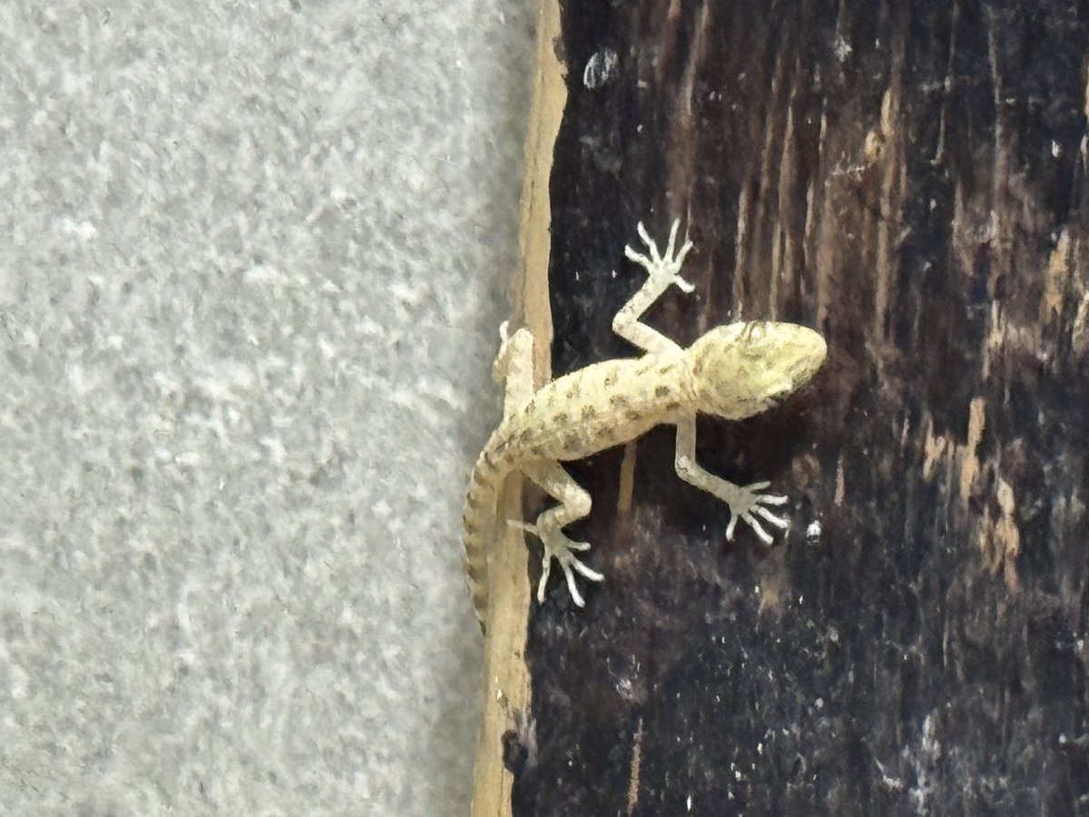 mamoniem tweet media