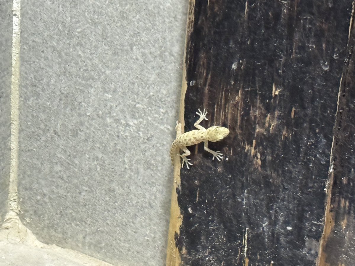 mamoniem tweet media