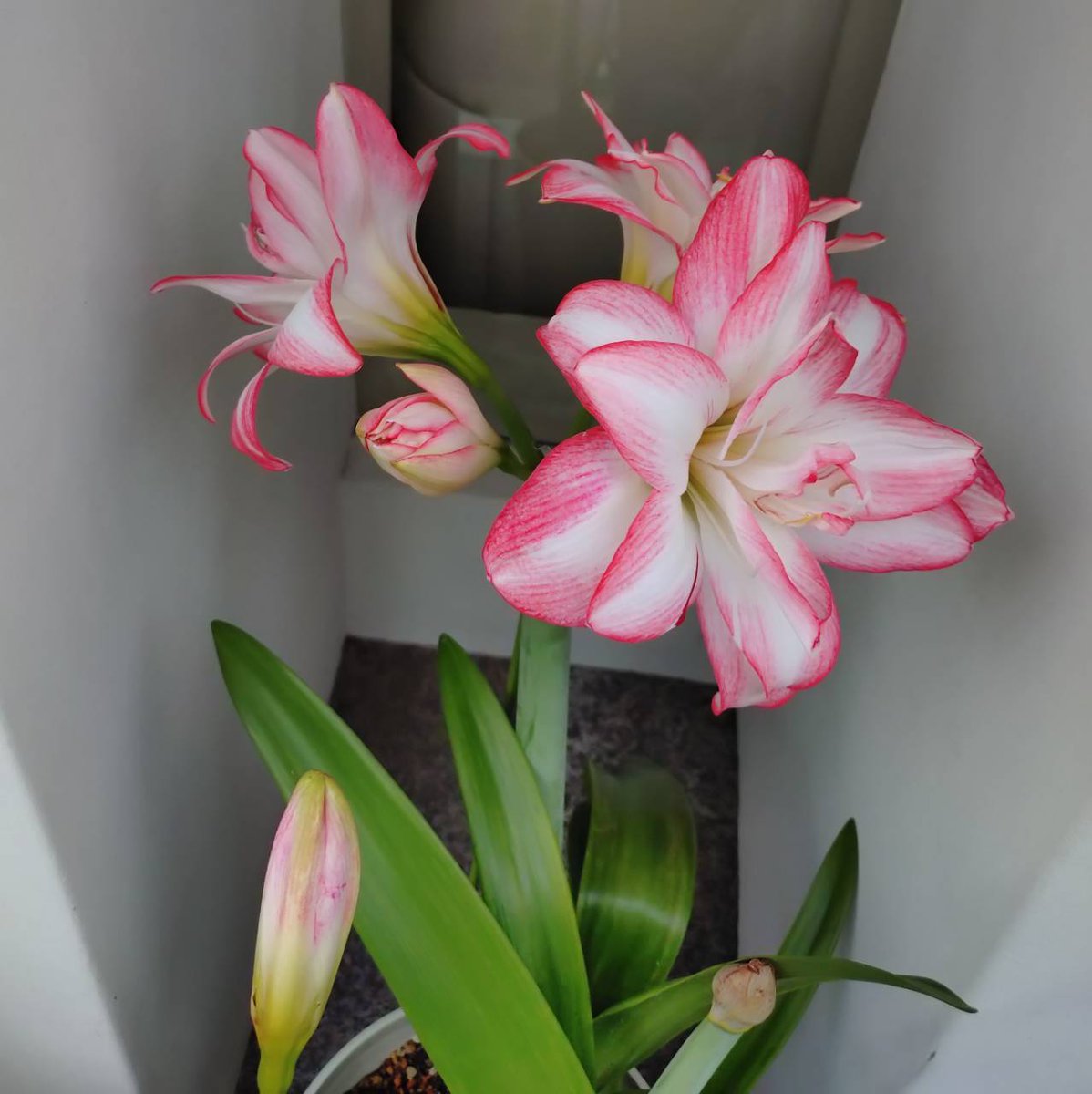 【花。花】 Ctt. Goldbrad 'Miku' SQ/JOGA | 新垣洋らん園