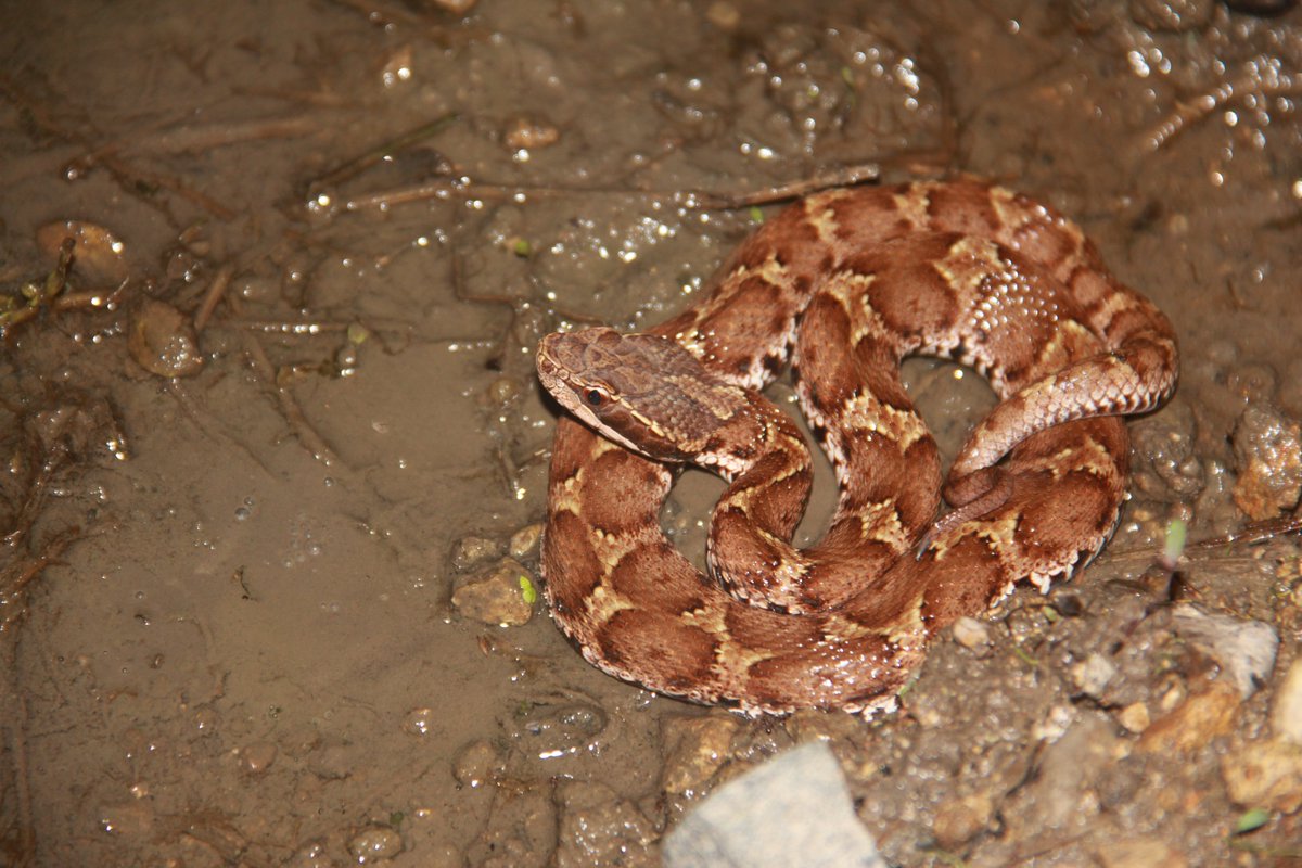 まむしちゃん　世界ヘビの日まであと3時間