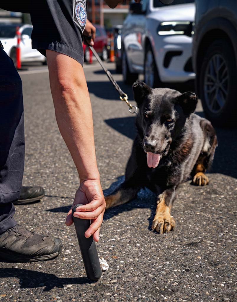 DFOSeattle's tweet image. We will be blunt - here @cbp, no prohibited narcotics are allowed. Pun intended. #k9 #OFOProud #k9unit #k9dogs #policedogs #CBP