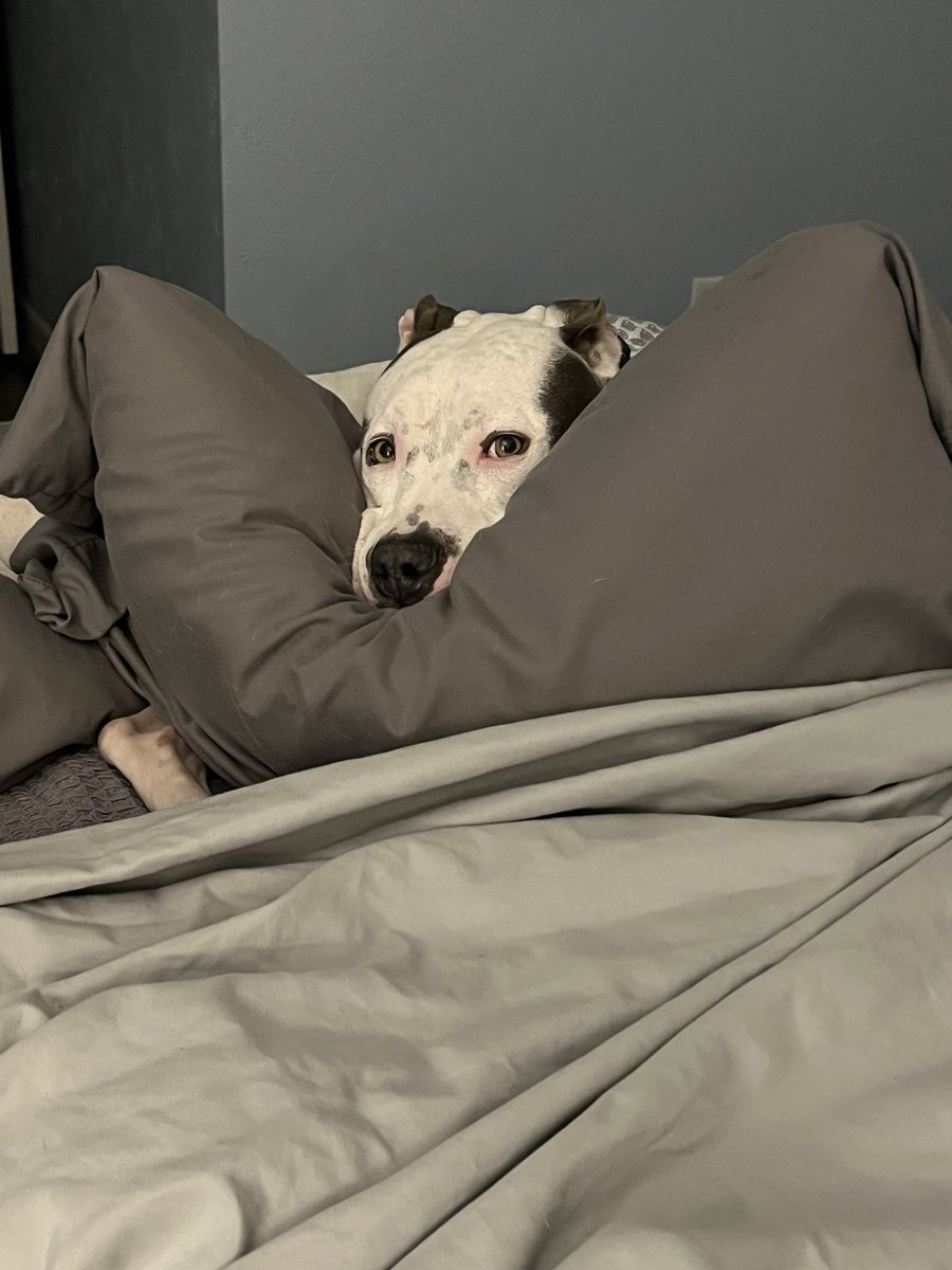 florida_cadet's tweet image. I’m sorry, but @tomshattuck is off-base on the Winchester dog story. The kid opened a gate and trespassed… plus, “pitted-bulls” reflect their owners… I will die on that hill!
@AliceShattuck