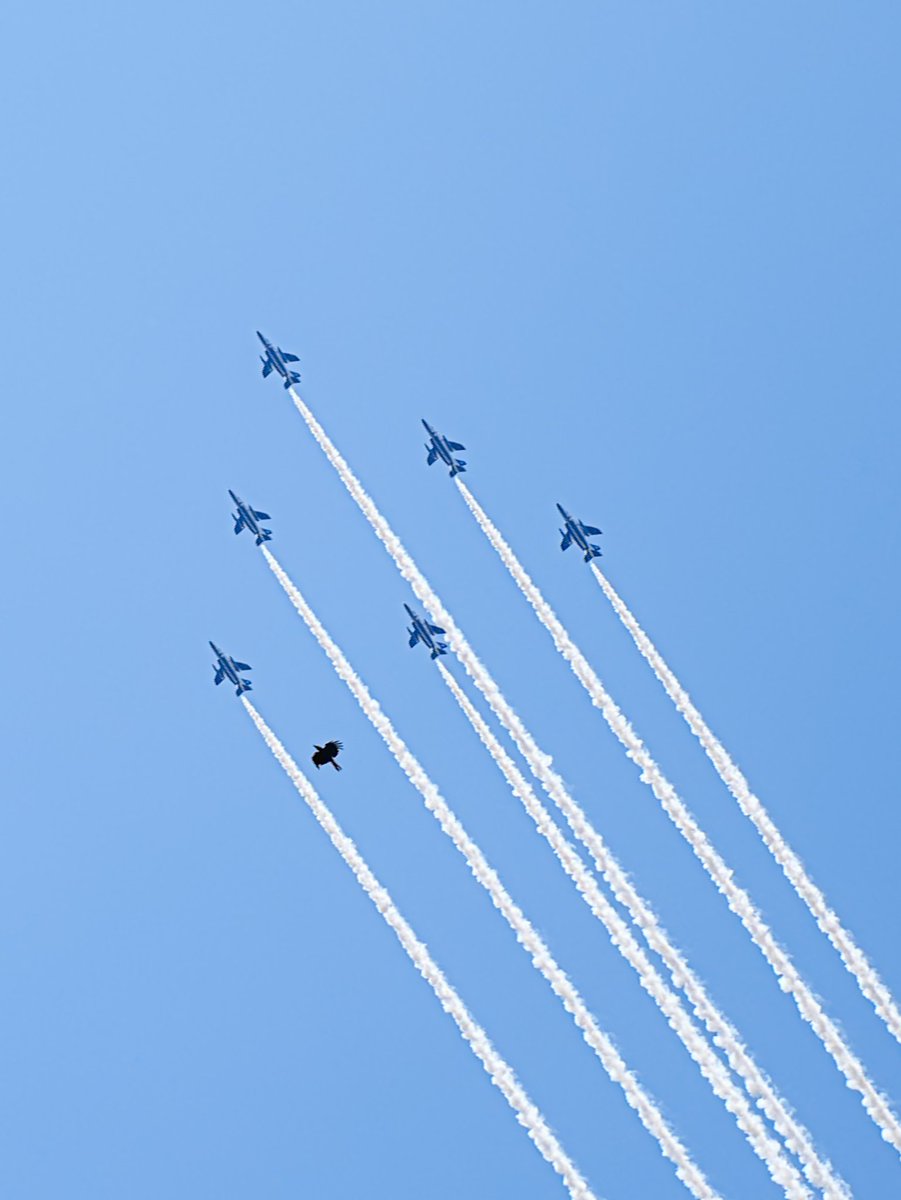 ブルーインパルスが7機!？
鷺さんも大興奮で一緒に飛んでいました。

#大阪の空を見上げよう 
#ブルーインパルス大阪