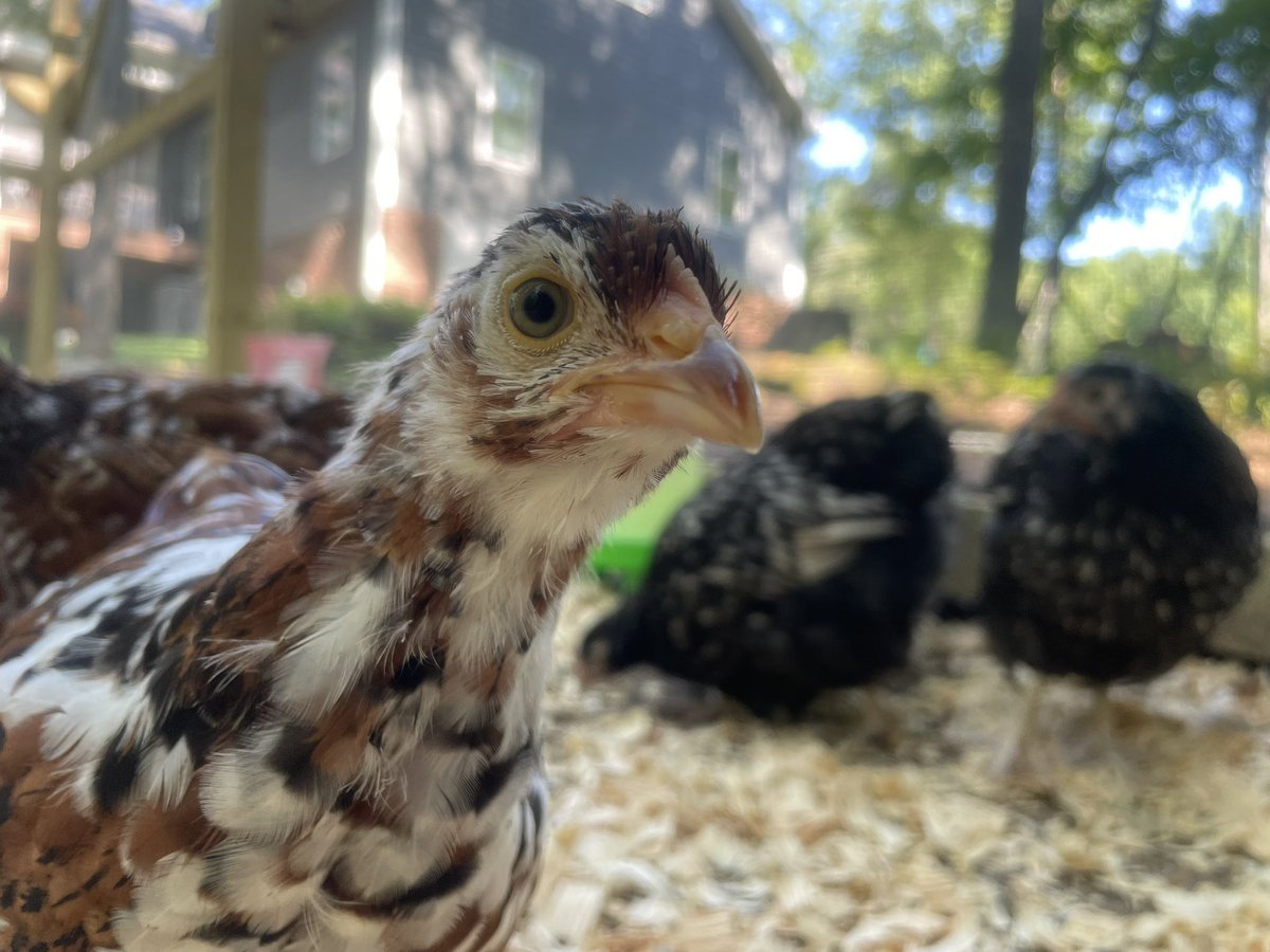 Oh, henlo!