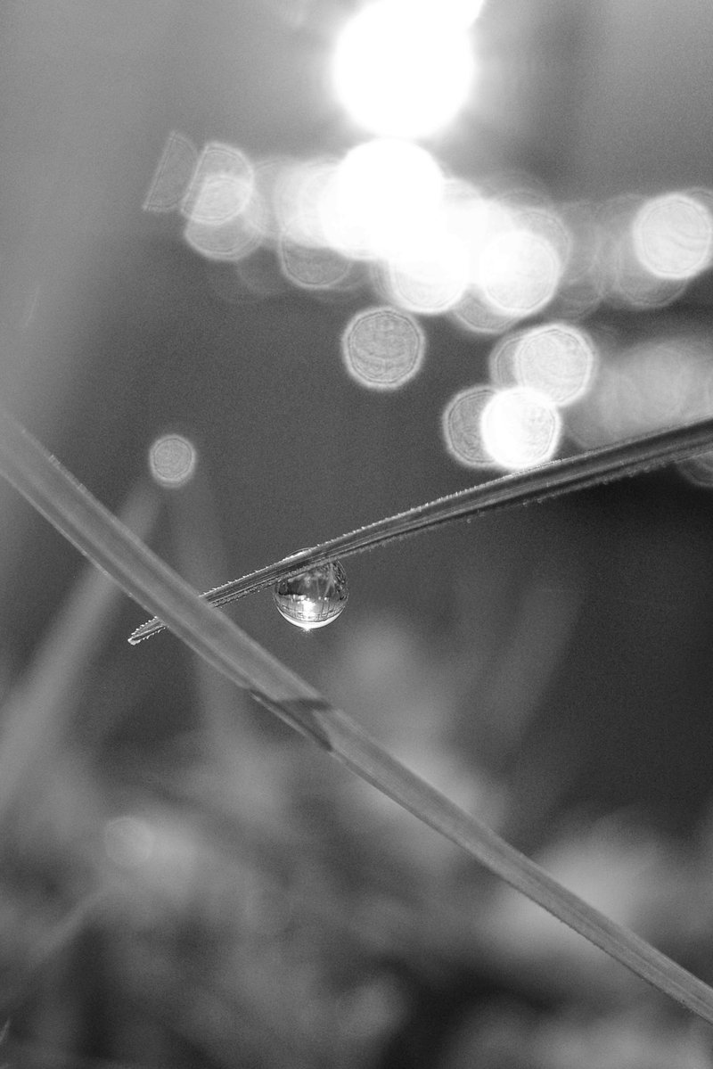 Samechan__17's tweet image. 優しい時間 2025 No191
Gentle Time
#優しい時間
#gentletime
#gr3
#モノクロ写真
#blackandwhitephotography
#白黒写真
#monochromephotography
#写真が好きな人と繋がりたい