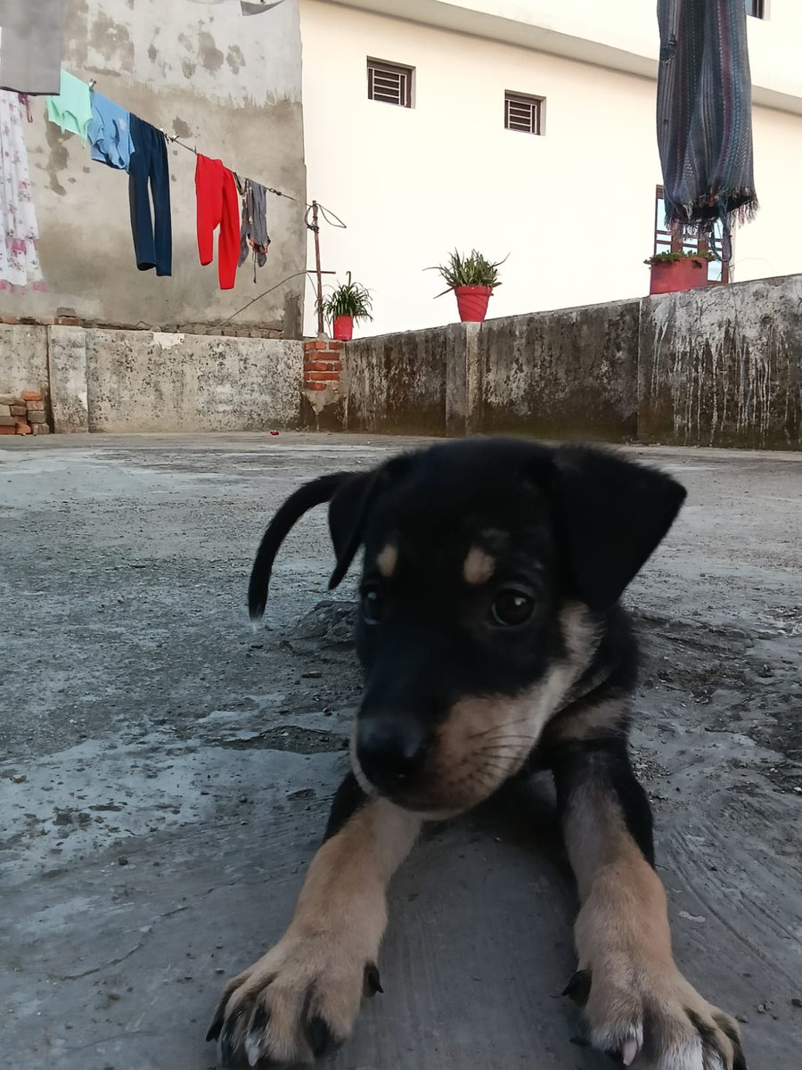🐶 Adopt a Pup! 🐾
Looking for loving homes in #Haldwani:

🖤 Ruby – black coat beauty
🧡 Mitti – adorable orangish fluff
🍼 1-month-old indie pups, not yet vaccinated/sterilized.

📞 Contact: +91 91932 81337
Give them the love they deserve! 💛 #AdoptDontShop