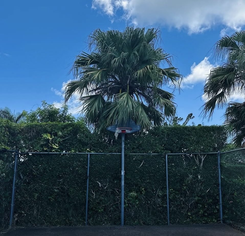 dave_severns's tweet image. Hoop of the Day….Bermuda #hoopoftheday
