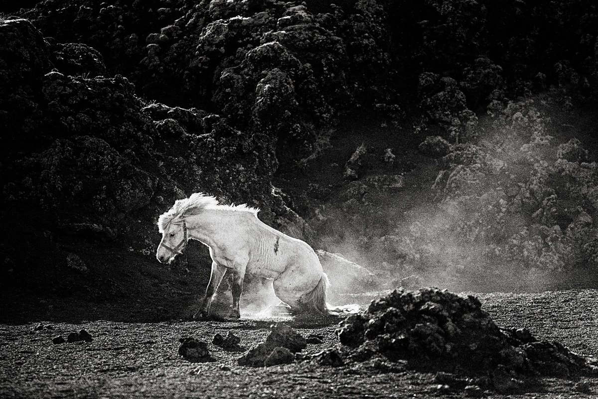 ragnaraxelsson1's tweet photo. Mountain horse at the end of the roundup, 1989.

From the book Behind Mountains. https://t.co/iOphQCxkpZ