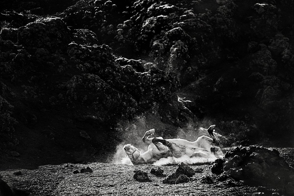 Mountain horse at the end of the roundup, 1989.

From the book Behind Mountains.