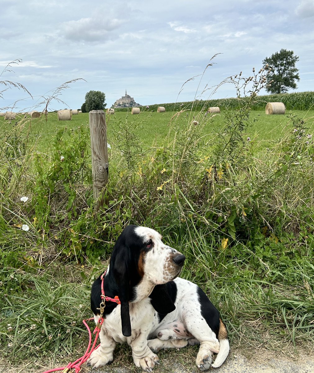 Basset vor Mont-Saint-Michel