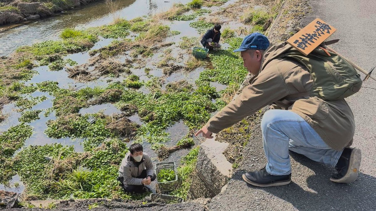 tss_nishimura's tweet image. 草の名は…🌱
今週末19日(土)の『#西村キャンプ場』は
食材50個目指すキャンプ旅の最終章!
いよいよゴールの広島へ突入🚶♂️
瀬戸内海をぐるっと回り
広島県福山市へ突入した西村さんは
川で何か作業をする男性を発見。
自生する
とある「レア食材」を
収穫しているそうで…🌱