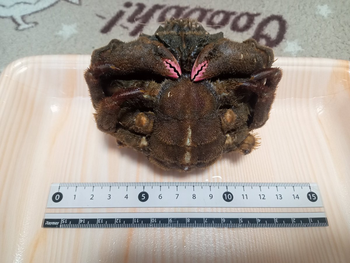 脚を広げてくれない…カイカムリ🦀

貝類を背負う面白い生態に加え、ハサミの先と口元がピンクなのはなぜなのだろうか…
磯にいるカイカムリもこれくらい大きくなってくれれば良いのにな 笑

これも追い求めていたカニなので、出会えてよかった！