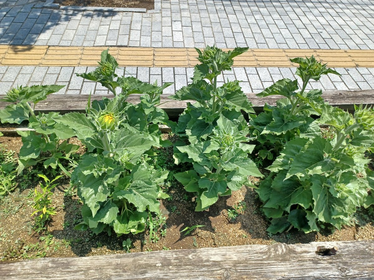 onomichi_keima's tweet image. 今日も一日ありがとうございました😊
駐車場のひまわりが咲きました🌻
プランターにも小さな花が🥰
反対側のはまだ蕾、これからも楽しめそうです🌻🌻
今朝、今年初めて蝉の鳴き声を聞きました″𓆦″
蝉にひまわりに、いよいよ本格的に夏が来た感じです