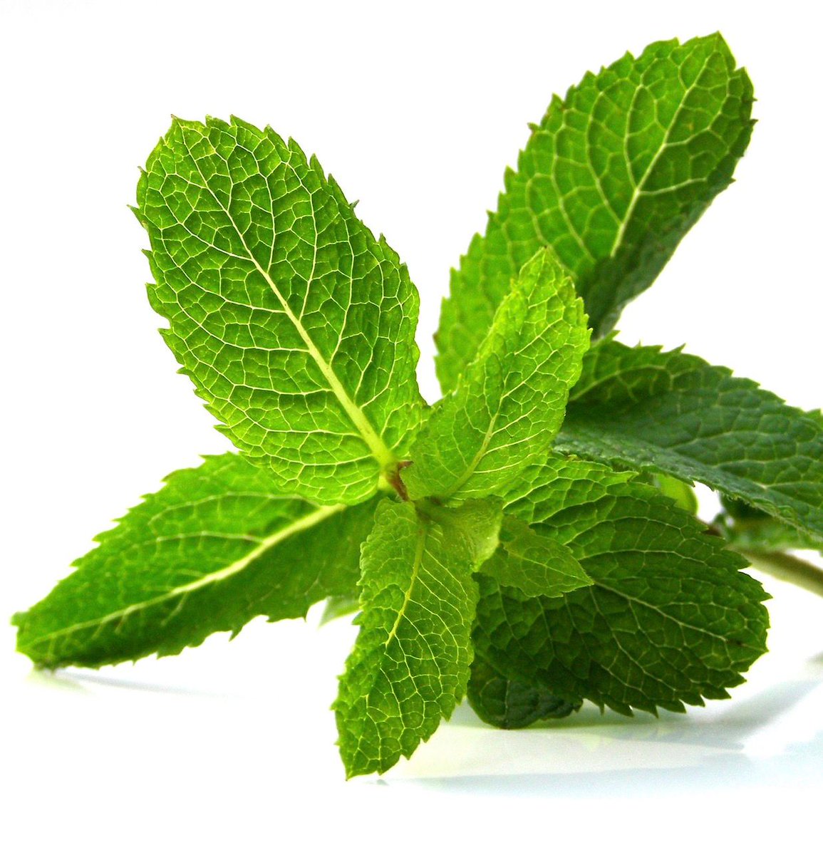 What does mint oil smell like in a fragrance? Perfumers describe it as having a cool, crisp &amp; refreshing scent that has a slightly herbaceous facet. It can evoke a sense of cleanliness &amp; invigoration. It even can create a cooling effect. #scentlodge