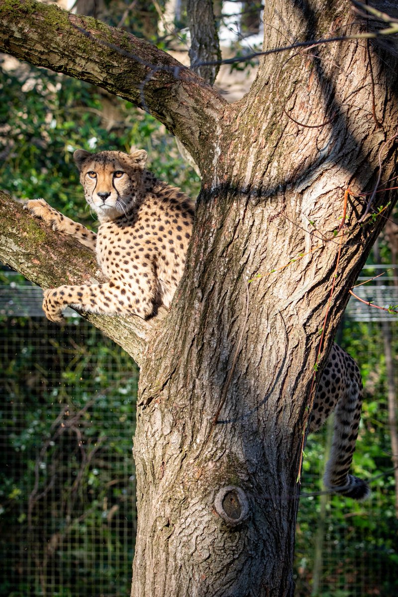 EdinburghZoo's tweet image. Unlike leopards, cheetahs don't *usually* climb trees. They lack strong, retractable claws which means they're not as agile 🌲
That doesn't stop oor Billy though 🐆